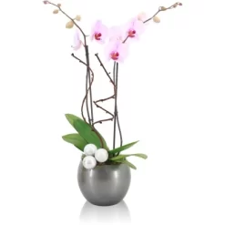 Orchideen-Arrangement In Kugelkeramik Topf-Ø Ca. 15 Cm 6 Orchideen-Arrangement In Kugelkeramik Topf-Ø Ca. 15 Cm -Schwingen Sie Ihre Topfpflanzen. 8719194230934 4883 3