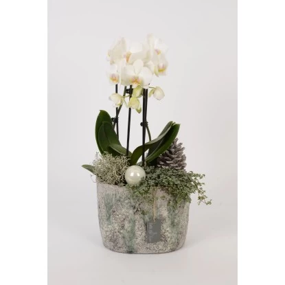 Orchideen-Arrangement Im Modernen Keramik-GefäßTopf-Ø Ca. 23 Cm 1 Orchideen-Arrangement Im Modernen Keramik-GefäßTopf-Ø Ca. 23 Cm