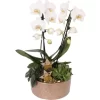 Orchideen-Arrangement Im Keramik-GefäßTopf-Ø Ca. 21 Cm