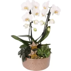 Orchideen-Arrangement Im Keramik-GefäßTopf-Ø Ca. 21 Cm