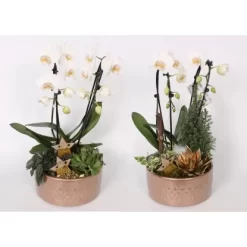 Orchideen-Arrangement Im Keramik-GefäßTopf-Ø Ca. 21 Cm -Schwingen Sie Ihre Topfpflanzen. 8719194230989 4883 3