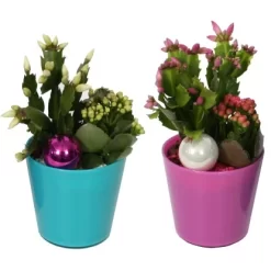 Buntes Winter-Arrangement Mit Weihnachtskaktus Im Glas-Gefäß Topf-Ø Ca. 13 Cm -Schwingen Sie Ihre Topfpflanzen. 8719194231085 4883 3