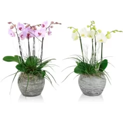 Schmetterlingsorchidee Weiß Oder Rosa Im Stein-Gefäß Topf-Ø Ca. 30 Cm -Schwingen Sie Ihre Topfpflanzen. 8719194231115 4883 3