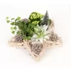 Winterliches Pflanzen-Arrangement Im Deko-Stern Topf-Ø Ca. 29 Cm
