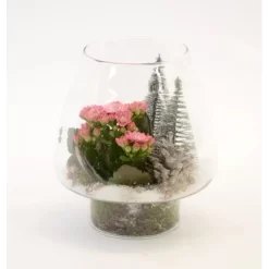 Winterliches Pflanzen-Arrangement Im Glas-Gefäß Topf-Ø Ca. 16 Cm