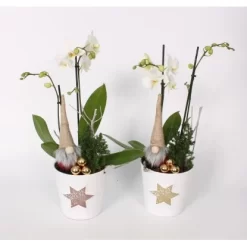 Orchideen-Arrangement Im Keramik-Gefäß Mit Stern-PrintTopf-Ø Ca. 14 Cm -Schwingen Sie Ihre Topfpflanzen. 8719194231276 4883 3
