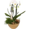 Weihnachtliches Orchideen-Arrangement Im Keramik-GefäßTopf-Ø Ca. 22 Cm