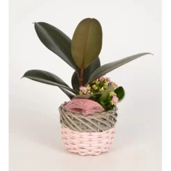 Pflanzen-Arrangement Im Korb-Gefäß Topf-Ø Ca. 16 Cm