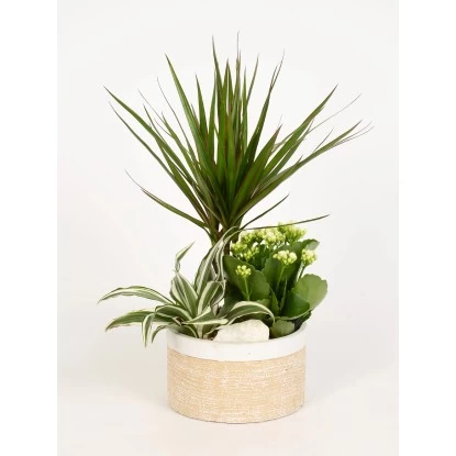 Pflanzen-Arrangement Im Keramik-Gefäß Topf-Ø Ca. 18 Cm 1 Pflanzen-Arrangement Im Keramik-Gefäß Topf-Ø Ca. 18 Cm