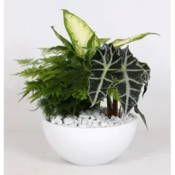 Grünpflanzen-Arrangement Im Weißen Keramik-Gefäß Topf-Ø Ca. 22 Cm