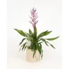 Arrangement Mit Lanzenrosette Topf-Ø Ca. 18 Cm