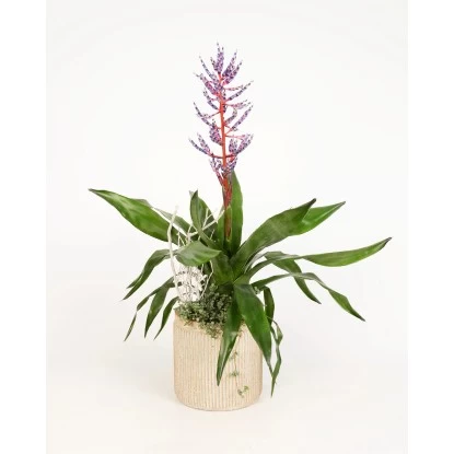 Arrangement Mit Lanzenrosette Topf-Ø Ca. 18 Cm 1 Arrangement Mit Lanzenrosette Topf-Ø Ca. 18 Cm