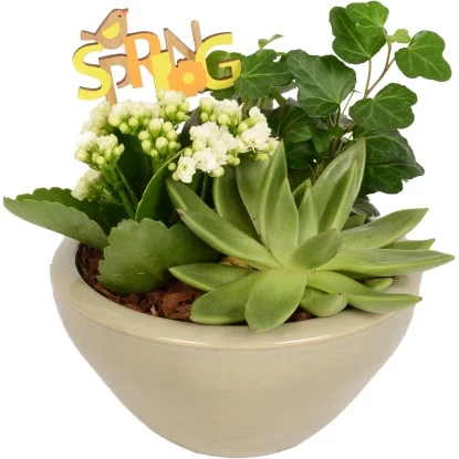 Pflanzen-Arrangement In Keramik-Schale Topf-Ø Ca. 18 Cm 1 Pflanzen-Arrangement In Keramik-Schale Topf-Ø Ca. 18 Cm