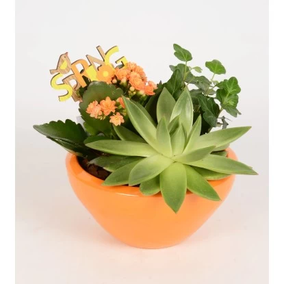 Pflanzen-Arrangement In Keramik-Schale Topf-Ø Ca. 18 Cm 2 Pflanzen-Arrangement In Keramik-Schale Topf-Ø Ca. 18 Cm – Bild 2