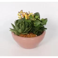 Pflanzen-Arrangement In Keramik-Schale Topf-Ø Ca. 18 Cm 6 Pflanzen-Arrangement In Keramik-Schale Topf-Ø Ca. 18 Cm -Schwingen Sie Ihre Topfpflanzen. 8719194235229 4883 3