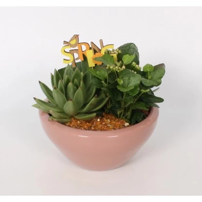 Pflanzen-Arrangement In Keramik-Schale Topf-Ø Ca. 18 Cm 3 Pflanzen-Arrangement In Keramik-Schale Topf-Ø Ca. 18 Cm – Bild 3