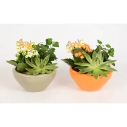 Pflanzen-Arrangement In Keramik-Schale Topf-Ø Ca. 18 Cm 7 Pflanzen-Arrangement In Keramik-Schale Topf-Ø Ca. 18 Cm -Schwingen Sie Ihre Topfpflanzen. 8719194235229 4883 4