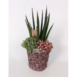 Blattpflanzen-Arrangement Im Stoff-Gefäß Topf-Ø Ca. 17 Cm