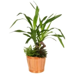 Grünpflanzen-Arrangement Im Bambus-Gefäß Topf-Ø Ca. 18 Cm