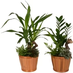 Grünpflanzen-Arrangement Im Bambus-Gefäß Topf-Ø Ca. 18 Cm -Schwingen Sie Ihre Topfpflanzen. 8719194235274 4883 3