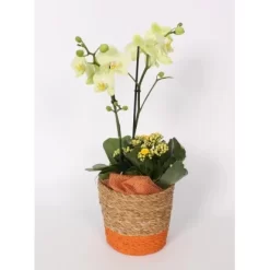 Orchideen-Arrangement Im Korb-Gefäß Topf-Ø Ca. 17 Cm
