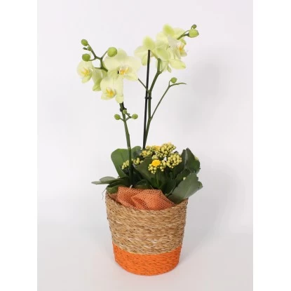 Orchideen-Arrangement Im Korb-Gefäß Topf-Ø Ca. 17 Cm 1 Orchideen-Arrangement Im Korb-Gefäß Topf-Ø Ca. 17 Cm
