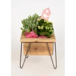 Pflanzen-Arrangement Im Holz-Gefäß Topf-Ø Ca. 19 Cm