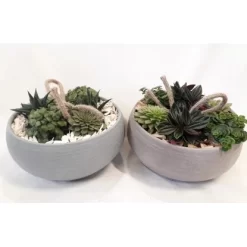 Blattpflanzen-Arrangement In Grauer Schale Topf-Ø Ca. 23 Cm -Schwingen Sie Ihre Topfpflanzen. 8719194235502 4883 3