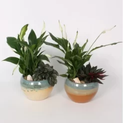 Bepflanztes Keramik-Gefäß Mit Anthurie Topf-Ø Ca. 15 Cm