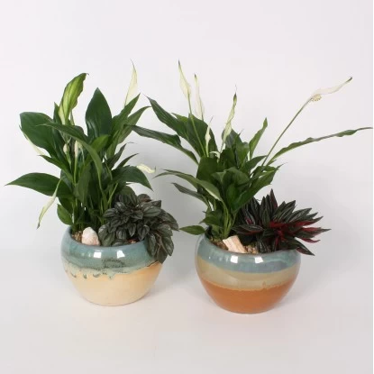 Bepflanztes Keramik-Gefäß Mit Anthurie Topf-Ø Ca. 15 Cm 1 Bepflanztes Keramik-Gefäß Mit Anthurie Topf-Ø Ca. 15 Cm