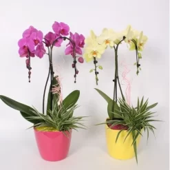 Ochideen-Arrangement Im Keramik-Gefäß Topf-Ø Ca. 19 Cm