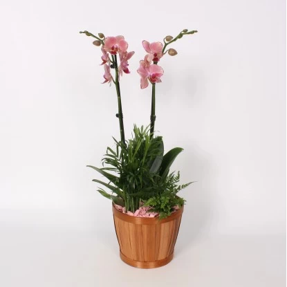 Orchideen-Arrangement Im Bambus-Gefäß Topf-Ø Ca. 20 Cm 1 Orchideen-Arrangement Im Bambus-Gefäß Topf-Ø Ca. 20 Cm