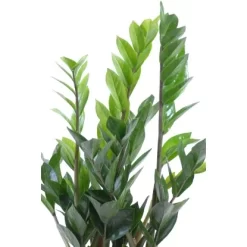 Glücksfeder Im Korbgefäß Topf-Ø Ca. 17 Cm Zamioculcas Zamiifolia