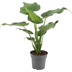 Elefantenohr-Alokasie Höhe Ca. 50 - 55 Cm Topf-Ø Ca. 17 Cm Alocasia Cucullata