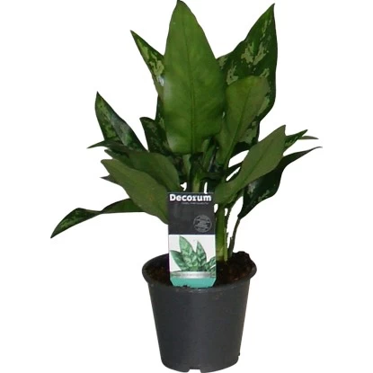 Kolbenfaden "Maria" Höhe Ca. 25 - 30 Cm Topf-Ø Ca. 12 Cm Aglaonema Commutatum 1 Kolbenfaden "Maria" Höhe Ca. 25 - 30 Cm Topf-Ø Ca. 12 Cm Aglaonema Commutatum
