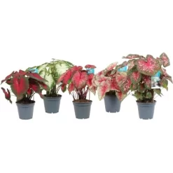 Buntwurz In Sorten Höhe Ca. 40-45 Cm Topf-Ø Ca. 17 Cm Caladium Hybride -Schwingen Sie Ihre Topfpflanzen. 8719194344082 4883 S 02