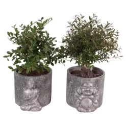 Bonsai In Sorten Im Beton-Gefäß Topf-Ø Ca. 15 Cm