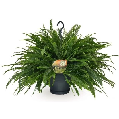 Schwertfarn "Green Lady" Höhe Ca. 50-55 Cm Topf-Ø Ca. 20 Cm Nephrolepis Exaltata 1 Schwertfarn "Green Lady" Höhe Ca. 50-55 Cm Topf-Ø Ca. 20 Cm Nephrolepis Exaltata