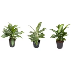 Kolbenfaden In Sorten Höhe Ca. 50-60cm Topf-Ø Ca. 19 Cm Aglaonema Commutatum