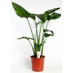 Strelitzie Höhe Ca. 90-100 Cm Topf-Ø Ca. 19 Cm Strelitzia Nicolai