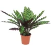 GROW By OBI Korbmarante Ca. 40 - 55 Cm Calathea Lancifolia