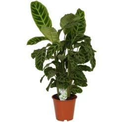 GROW By OBI Korbmarante "Zebrina" Ca. 70 - 80 Cm Calathea