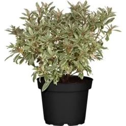 Rhododendron "Bollywood" Rosa Höhe Ca. 20 - 30 Cm Topf Ca. 3 L Rhododendron