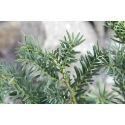 Eibe Set à 40 Stück Höhe Ca. 80 - 100 Cm Ballenware Taxus Baccata -Schwingen Sie Ihre Topfpflanzen. 8953127 3358 4 1