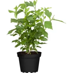 OBI Garteneibisch "Chiffon"Höhe Ca. 40 - 60 Cm Topf Ca. 3 L Hibiscus Syriacus