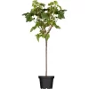 GROW By OBI Bio Johannisbeere Schwarz Höhe Ca. 60 - 80 Cm Ribes Nigrum