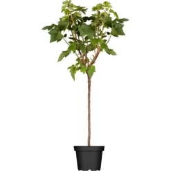 GROW By OBI Bio Johannisbeere Schwarz Höhe Ca. 60 - 80 Cm Ribes Nigrum