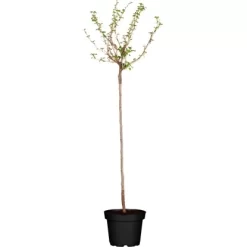 GROW By OBI Bio Stachelbeere Fußstamm Grün Ribes Uva-crispa