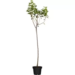 OBI Bio Johannisbeere Hochstamm Schwarz Ribes Nigrum