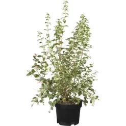 Schneebeere "Magical Mix" Topf-Ø Ca. 19 Cm Symphoricarpos